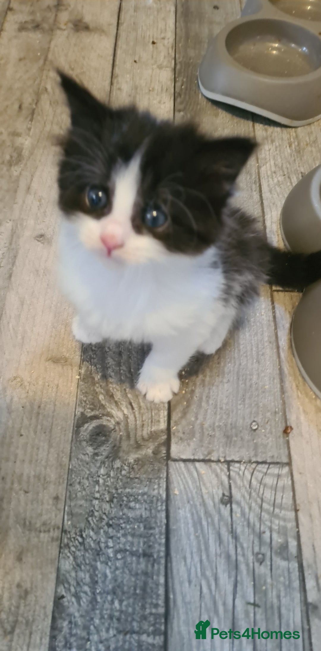 Maine Coon cats for sale: Beautiful Bonded Sisters - Image 24