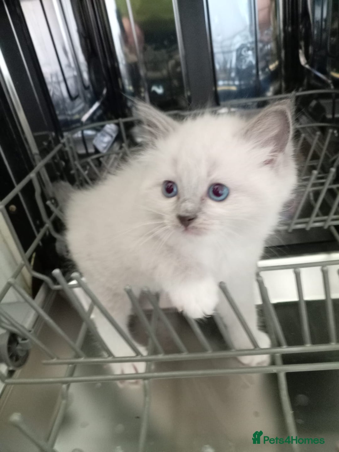 Ragdoll cats for sale: 6 ragdoll kittens  - Image 15