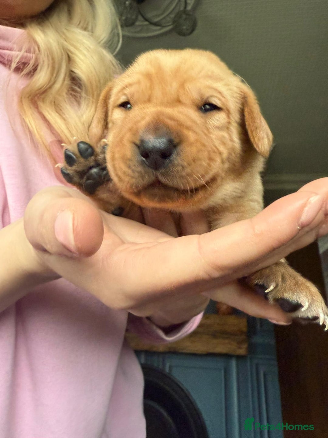 Labrador Retriever dogs for sale: Red Fox Labradors  - Advert 6