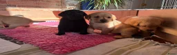 Labrador Retriever dogs for sale: 2 beautiful black boys and fox red girl - Labrador in Christchurch - Advert 15