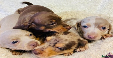 Miniature Dachshund dogs - Advert 3