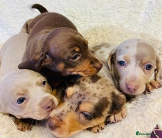Miniature Dachshund dogs - Advert 12