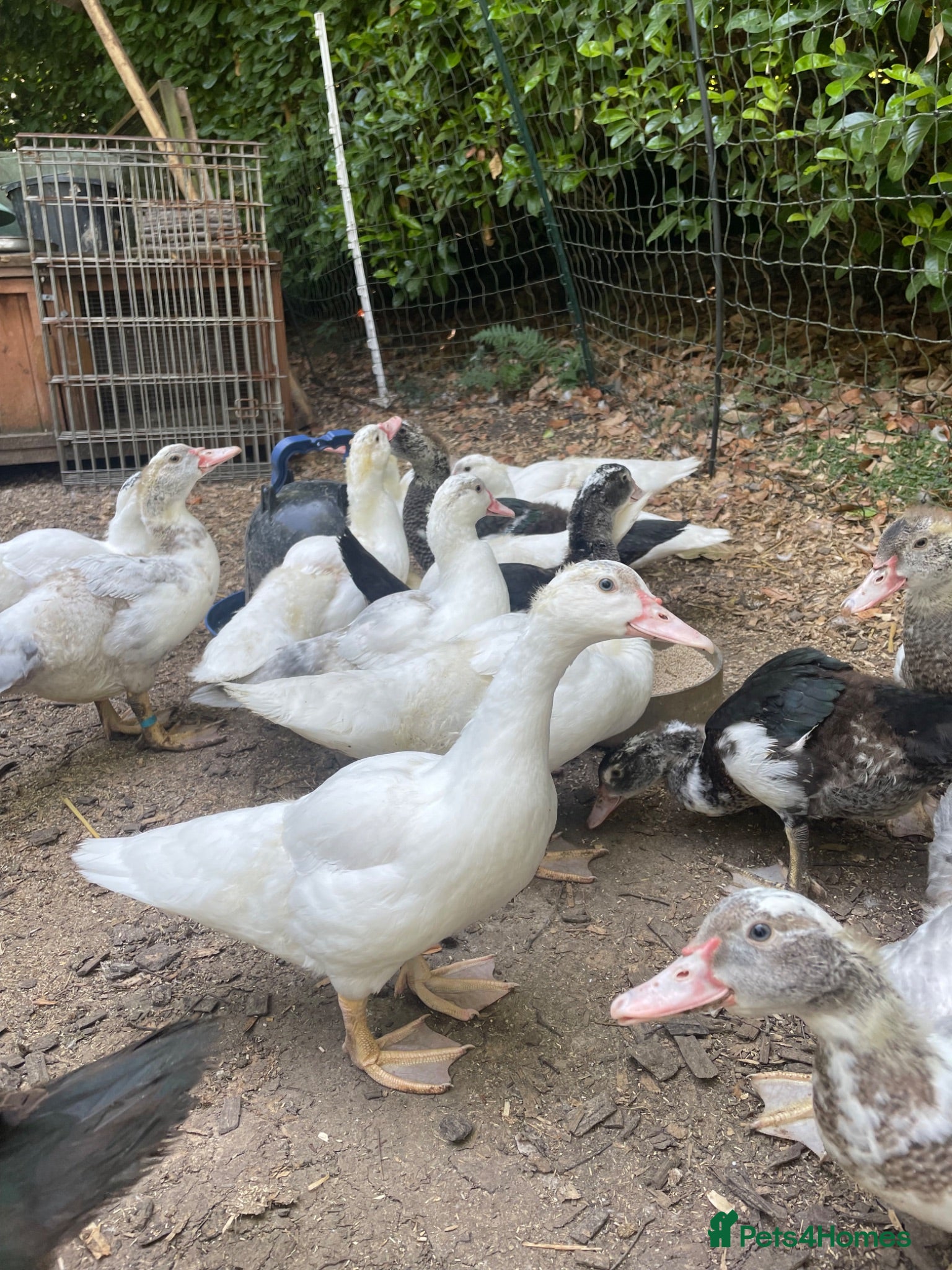 Ducks poultry Muscovy Ducklings - Advert 6
