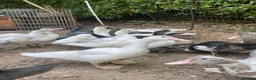 Ducks poultry for sale: Muscovy Ducklings - Advert 5