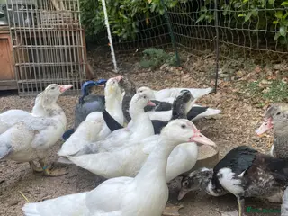 Ducks poultry Muscovy Ducklings - Advert 1