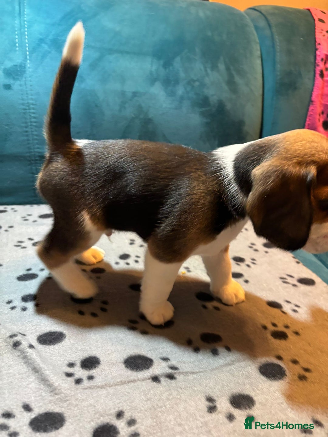 Beagle dogs for sale: Adorable Beagle Puppies for Sale - Advert 24