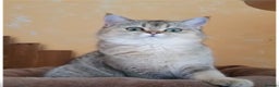 Scottish Fold cats for sale: Beautiful Scottish Straight cats  - Advert 5