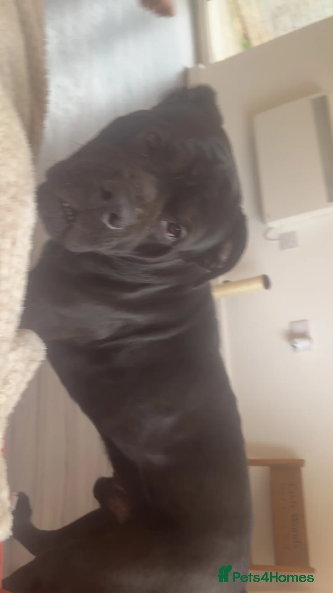 Mixed Breed dogs for sale: FREE corsoxbullmasiff - Advert 3