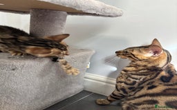 Bengal cats for sale: Silver Charcoal and Brown rosetted Bengal kittens  - Image 11