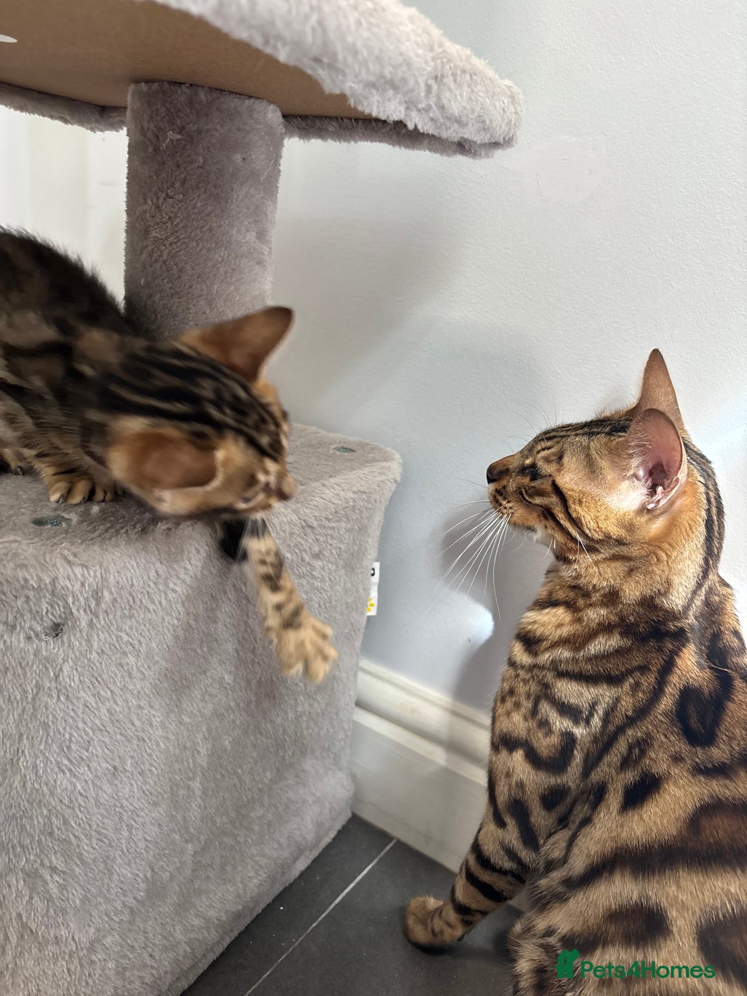 Bengal cats for sale: Silver Charcoal and Brown rosetted Bengal kittens  - Image 11