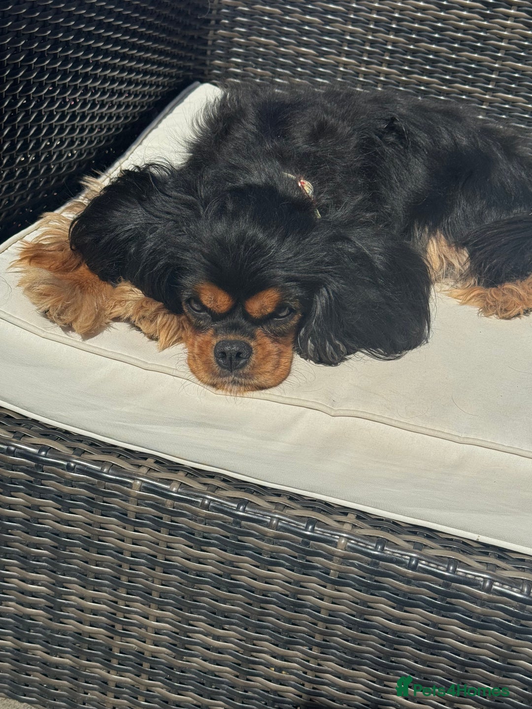 Cavalier King Charles Spaniel dogs for sale: 6 year old female cavalier King Charles  - Advert 3