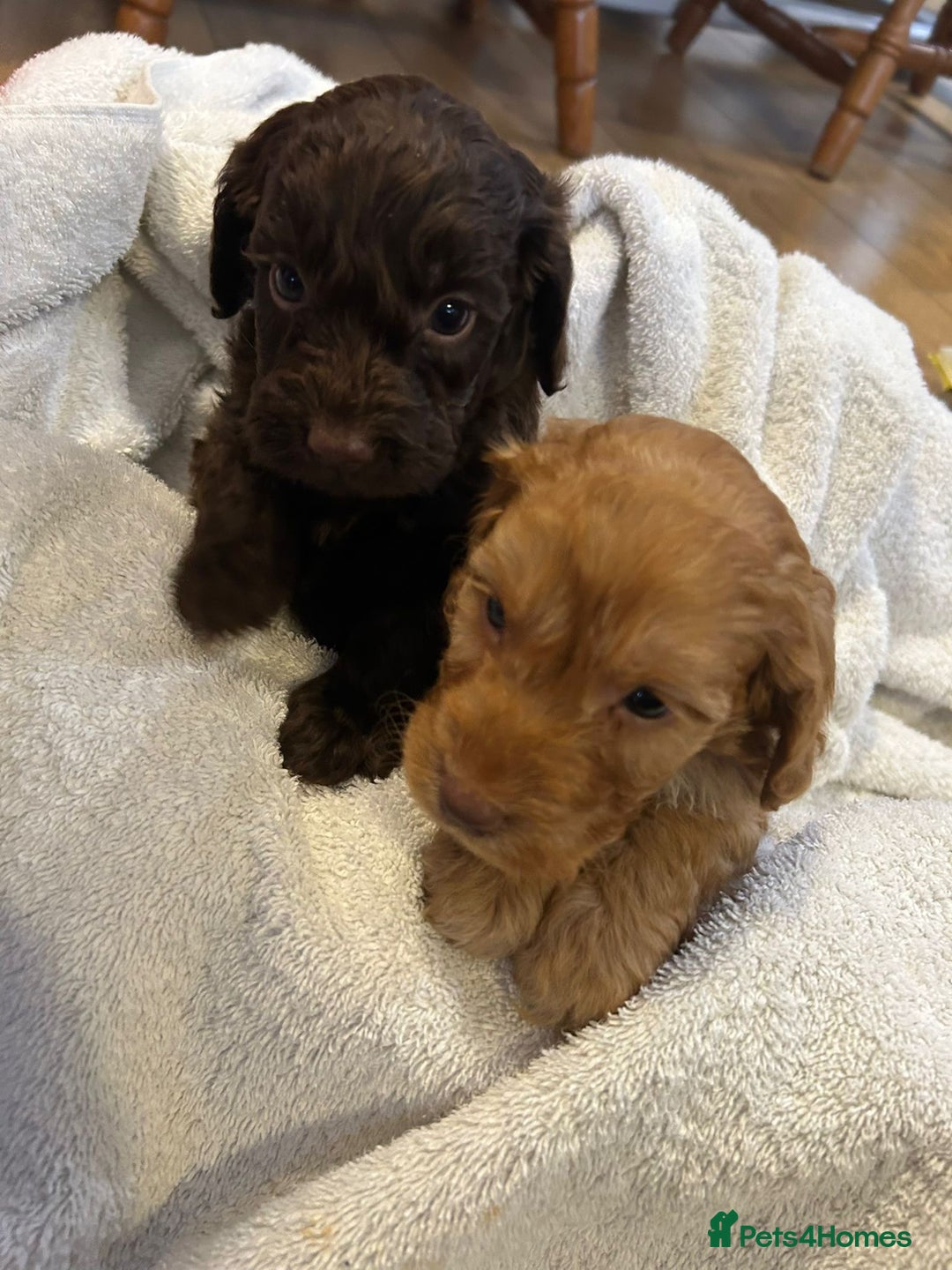 Cockapoo dogs for sale: Beautiful cockapoo puppies  - Advert 4