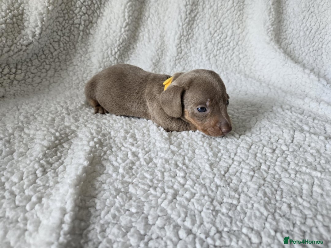 Miniature Dachshund dogs for sale: Miniature dachshund puppies kc reg  - Image 7