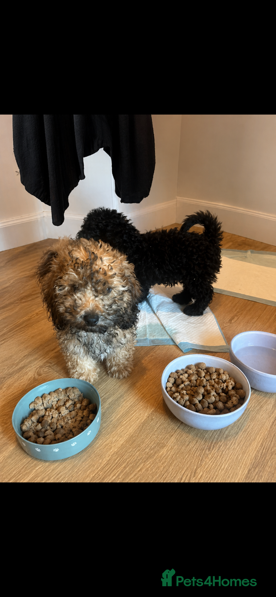 Cavapoo dogs F1b cavapooo puppy’s  - Advert 17