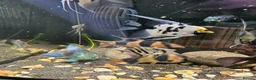 Cichlids fish for sale: Tropical Cichlids - Advert 7