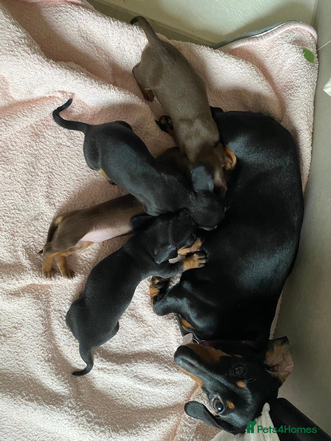 Miniature Dachshund dogs for sale: 1yo Miniature Dachshund - Advert 1
