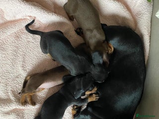 Miniature Dachshund dogs 1yo Miniature Dachshund - Advert 6