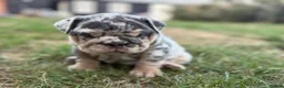 English Bulldog dogs for sale: Stunning KC reg English Bulldog puppies. in Newbury - Advert 23