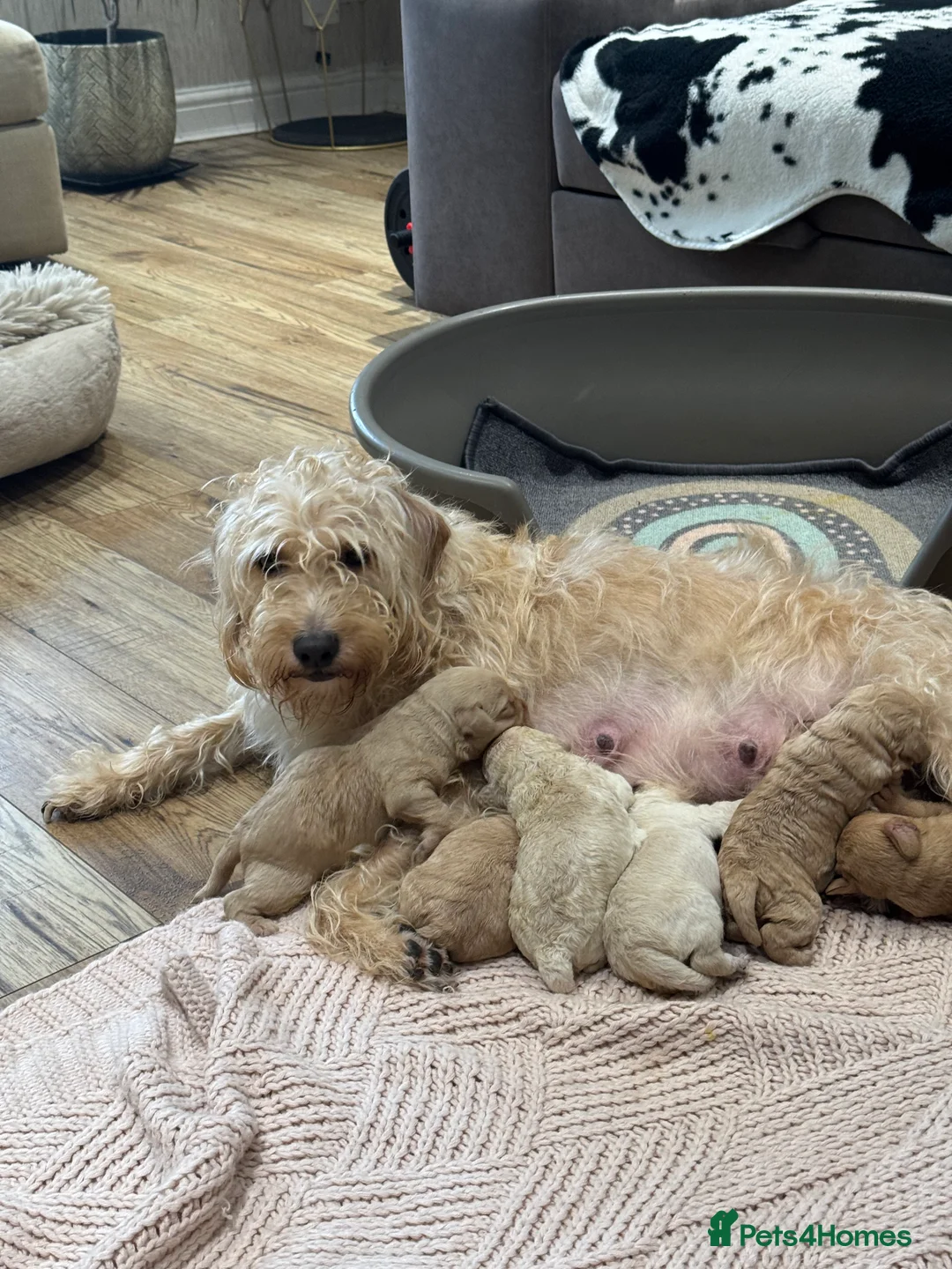 Cockapoo dogs for sale: Beautiful healthy cockapoo - Advert 6