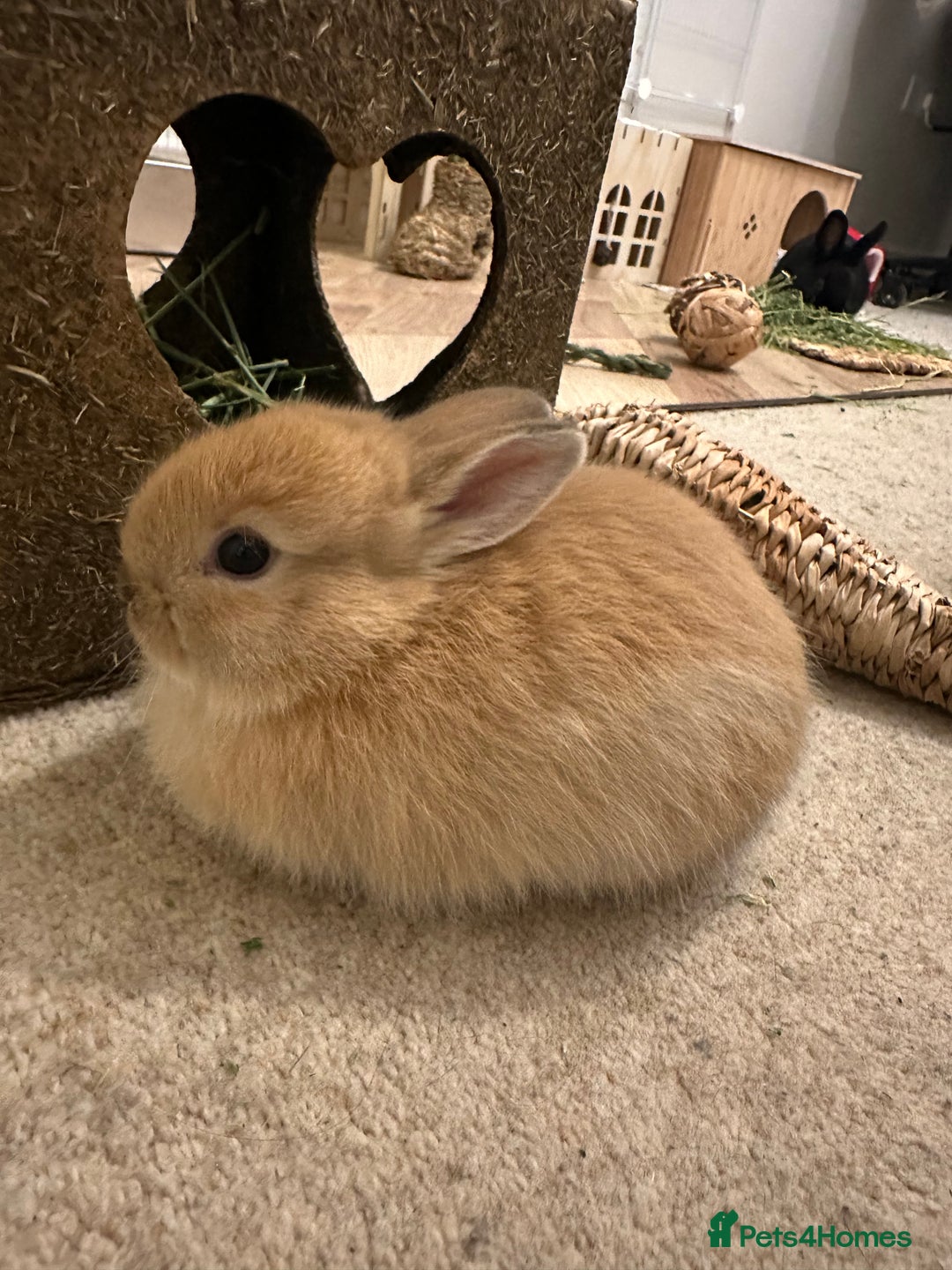 Netherland Dwarf rabbits for sale: Dwarf Netherlands rabbits  - Advert 4