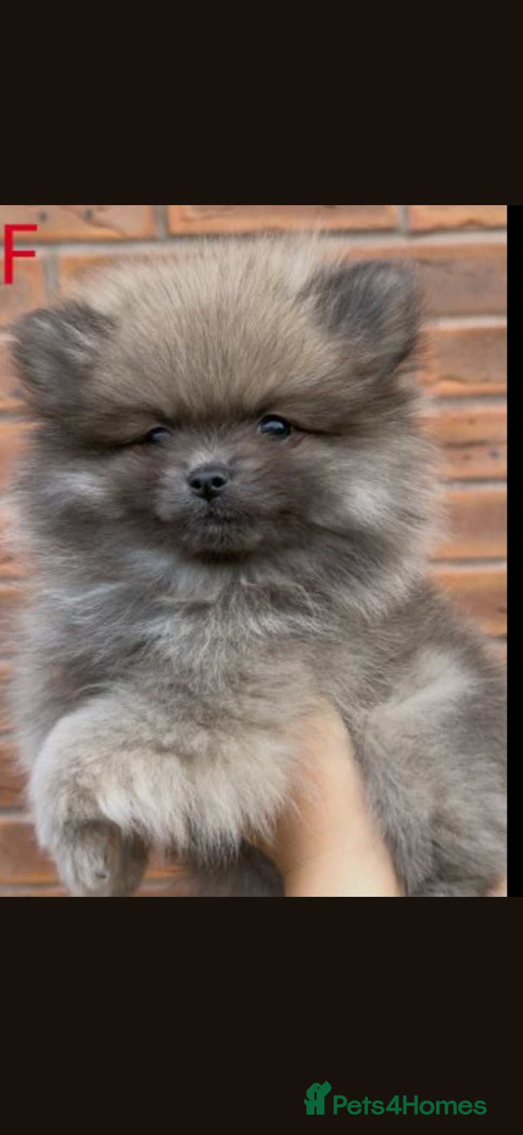 Pomeranian dogs Stunning tiny pomeranian  - Advert 5