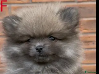 Pomeranian dogs Stunning tiny pomeranian - Advert 7