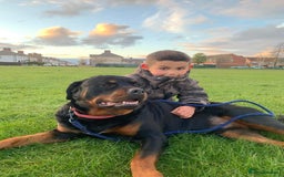 Rottweiler dogs for stud: Omen male Rottie stud - Image 1