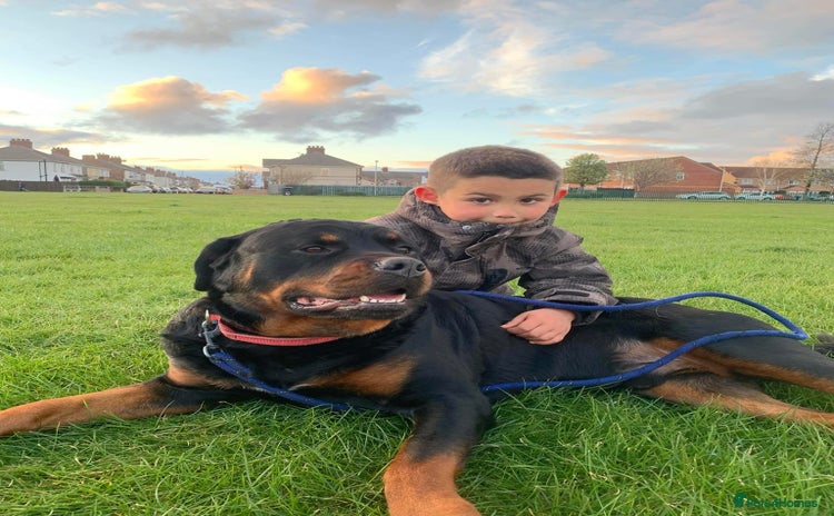 Rottweiler dogs - Advert 13