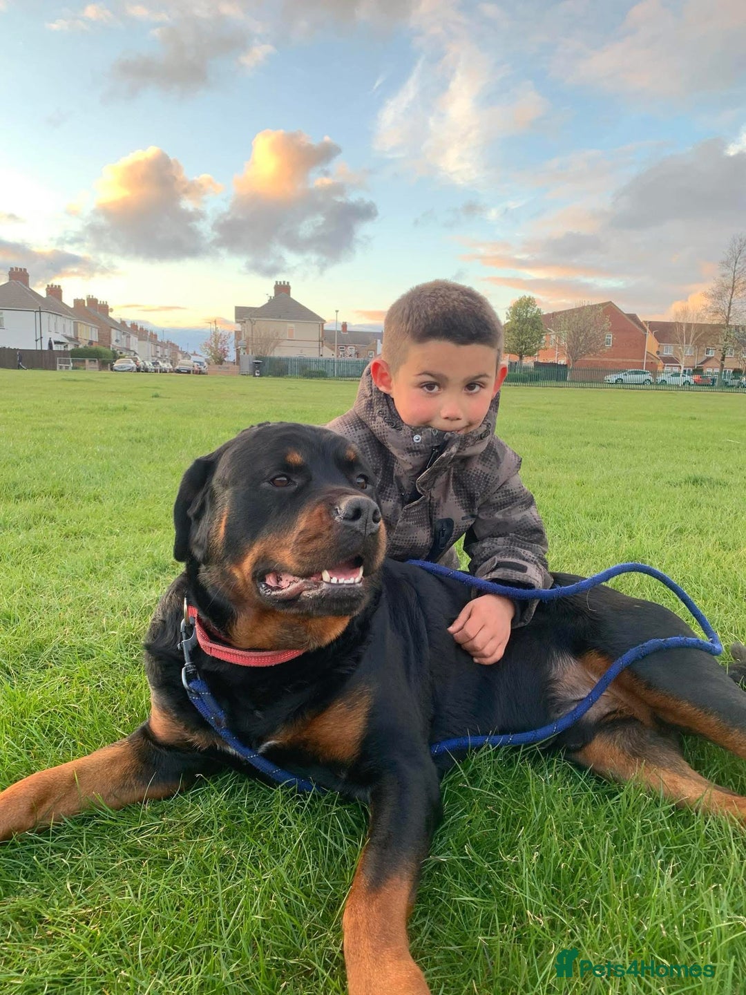 Rottweiler dogs for stud: Omen male Rottie stud - Image 1