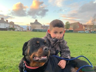 Rottweiler dogs - Advert 13