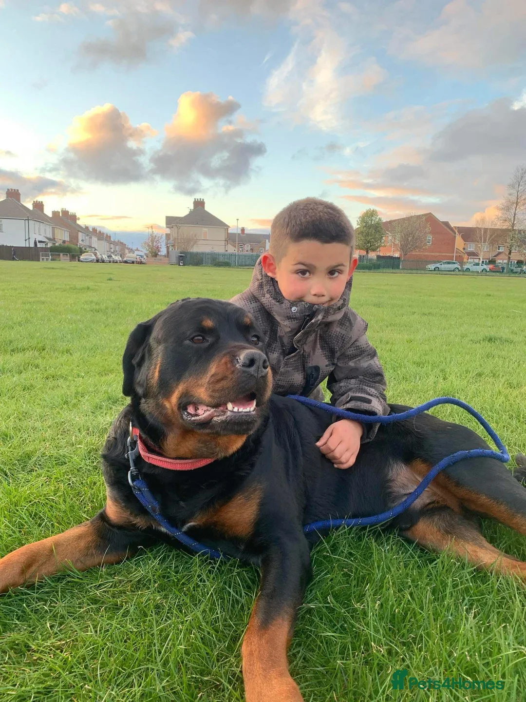 Rottweiler dogs for stud: Omen male Rottie stud - Advert 1