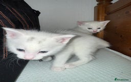 Ragdoll cats for sale: Maine Coon Mum & 2Kittens Looking for aLoving Home - Image 2