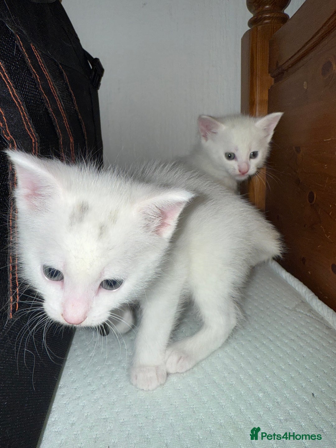 Ragdoll cats for sale: Maine Coon Mum & 2Kittens Looking for aLoving Home - Image 2