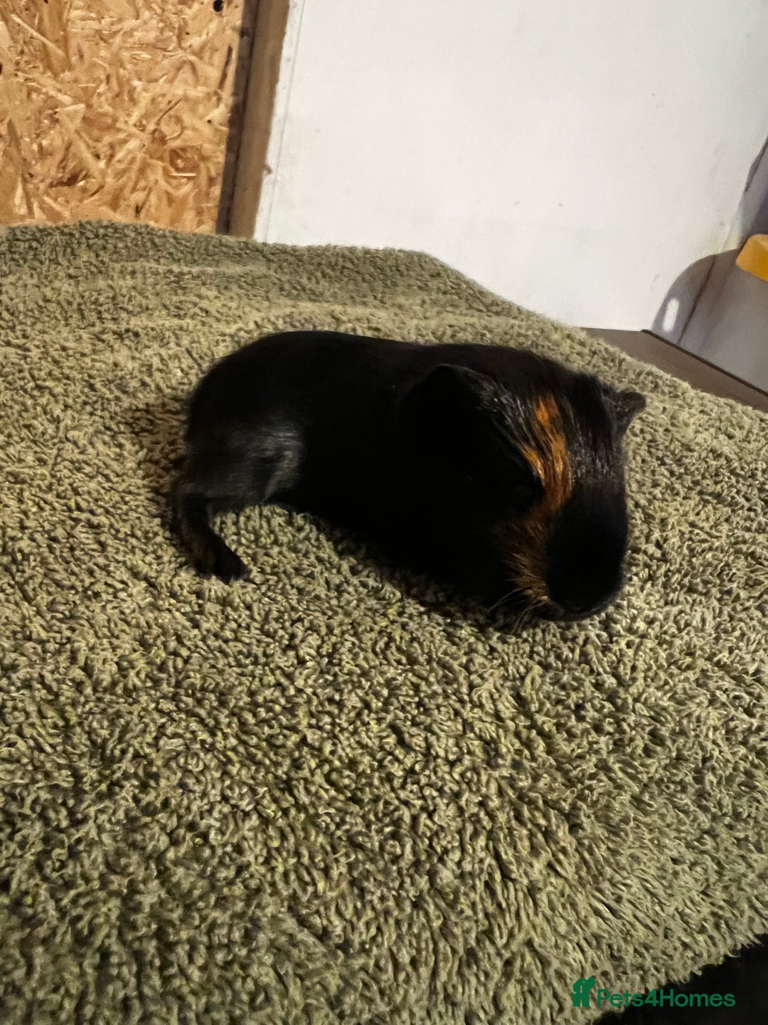 Guinea Pig rodents for sale: baby guinea pig - Advert 23