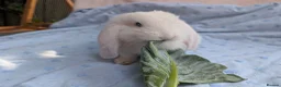 French Lop rabbits for sale: French Lop Rabbits – Ready from 4th September - Advert 19