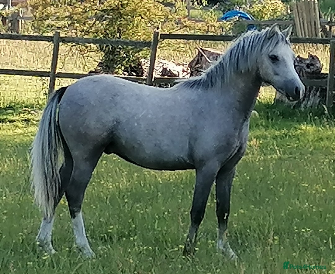 Welsh Section A horses for sale: Section A gelding - Image 2