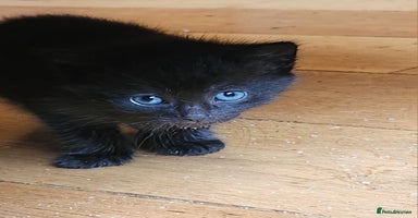 Mixed Breed cats - Advert 15