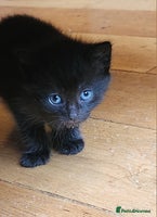 Mixed Breed cats - Advert 11