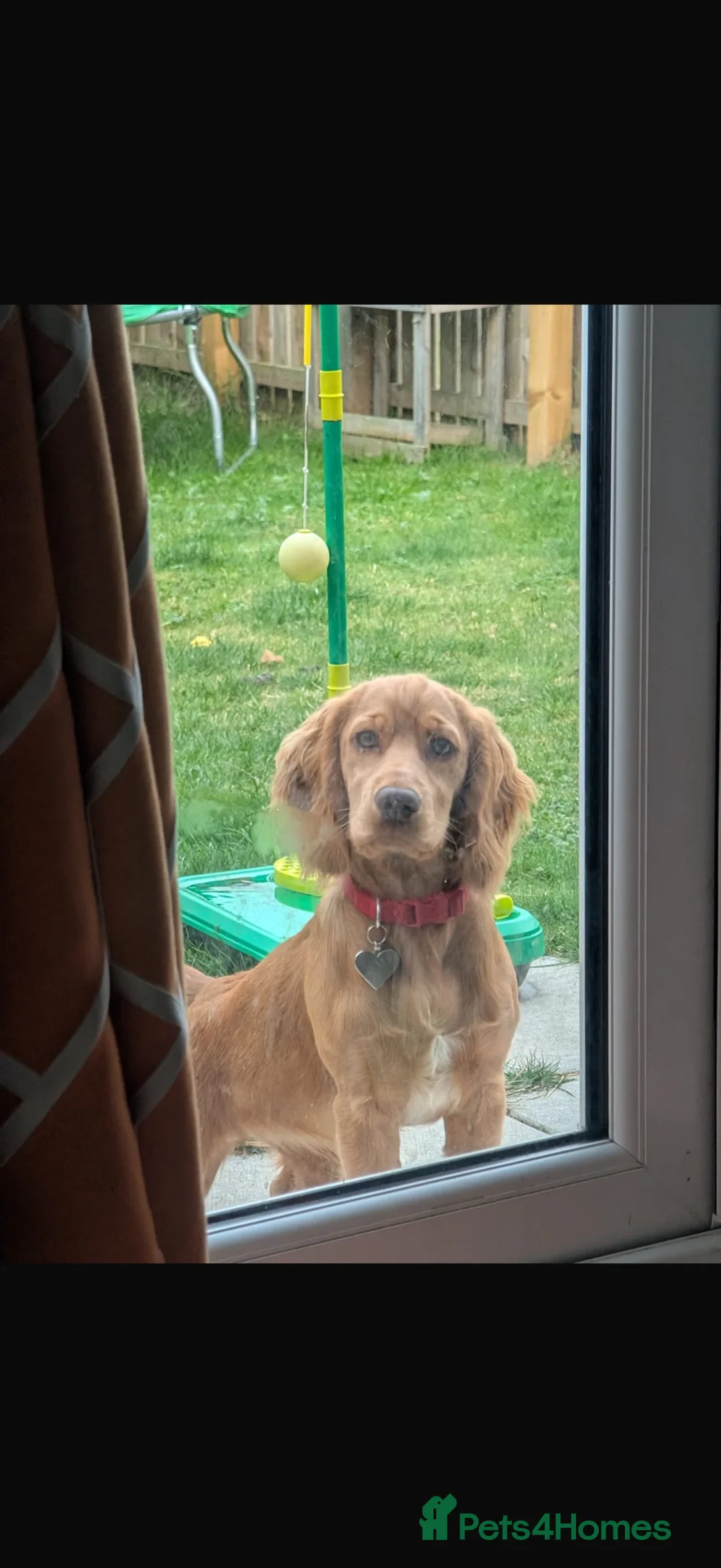 Cocker Spaniel dogs for sale:  Beautiful Cocker Spaniel show type pups  - Advert 2