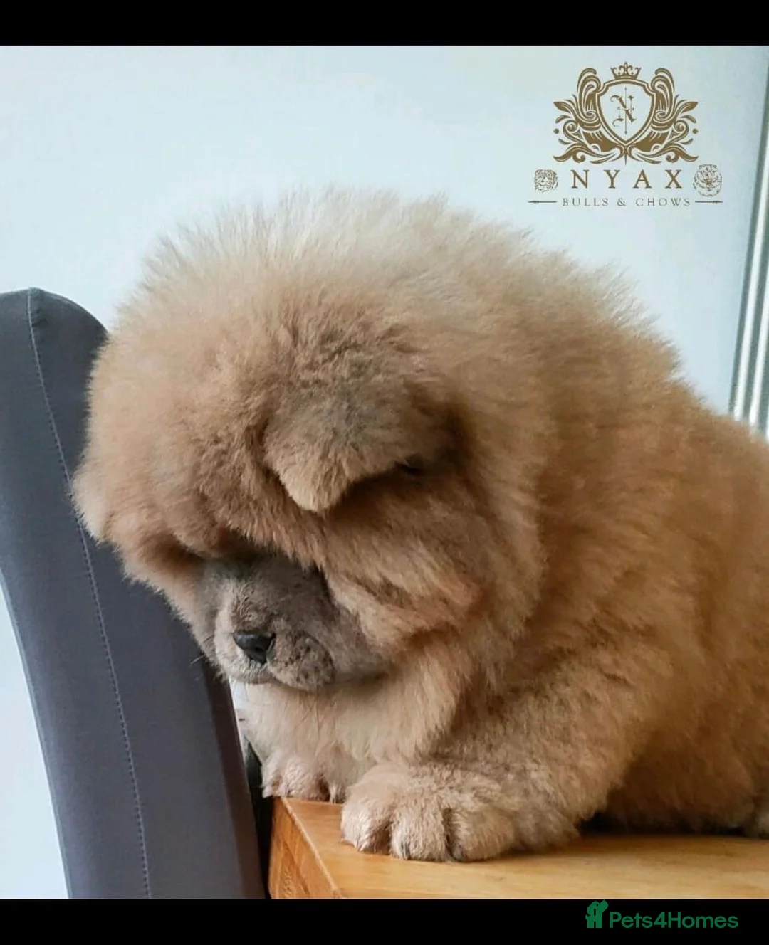 Chow Chow dogs for stud: Romeo platinum boy 🐾 in Tipton - Advert 10