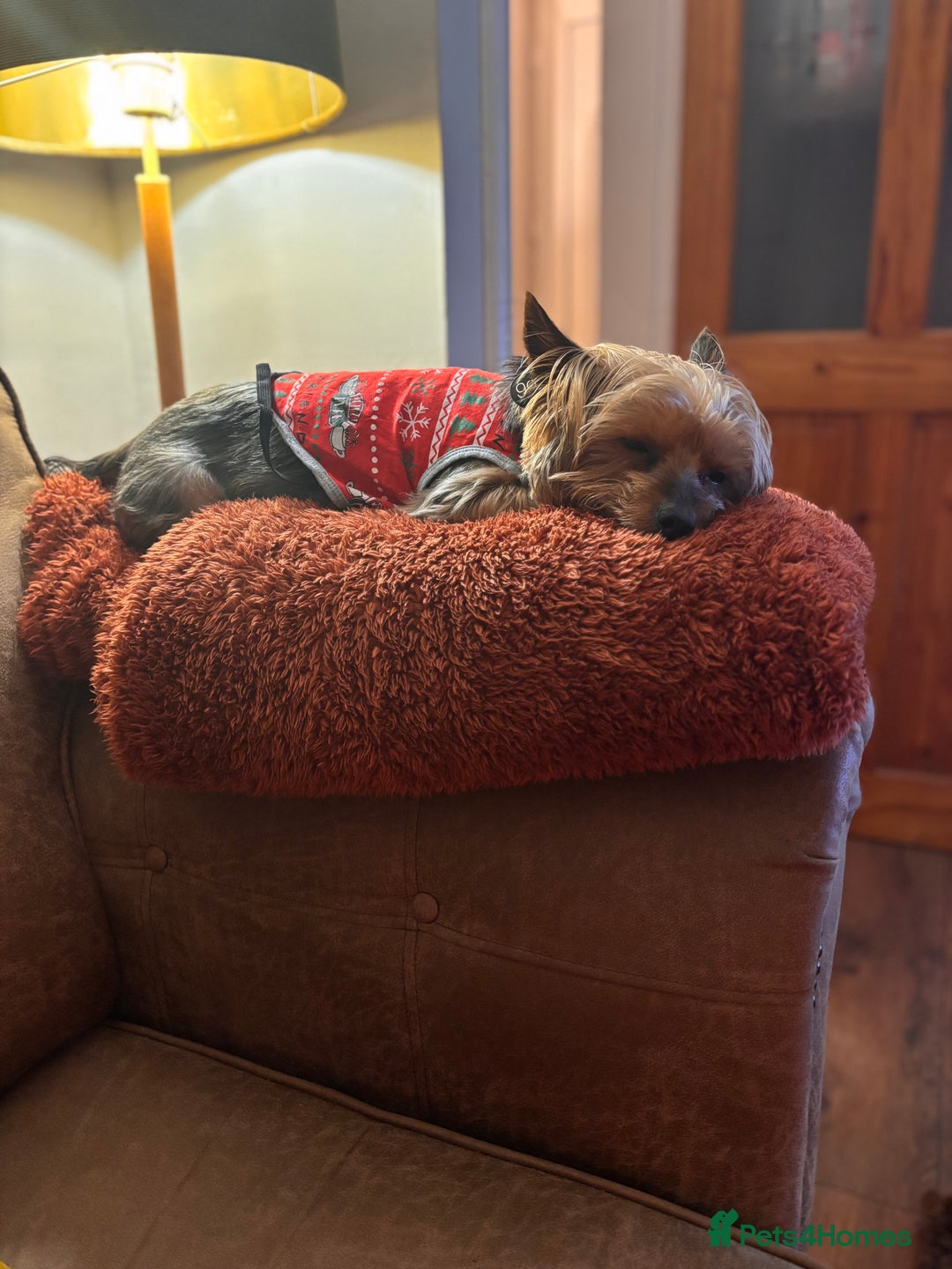 Yorkshire Terrier dogs for stud: Magnificent Yorkie Stud  - Advert 10