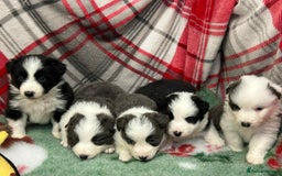Border Collie dogs for sale: WINNING CRUFTS COMPETITORS. KC REG, HEALTH TESTED - Image 5