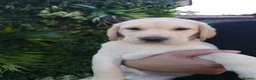 Labrador Retriever dogs for sale: 🐾 Labrador Puppies for Sale 🐾 in Folkestone - Advert 15
