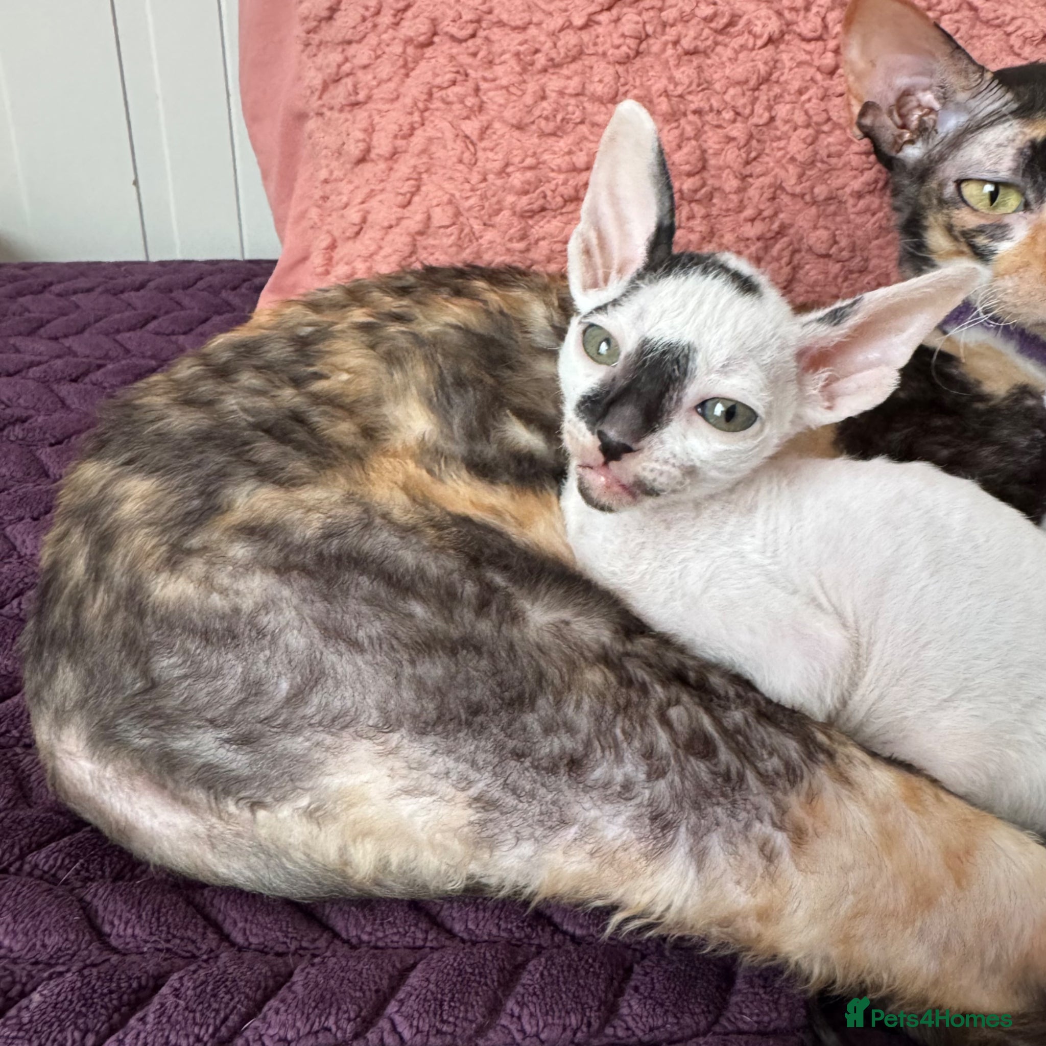 Cornish Rex cats for sale: Beautiful Cornish Rex kittens - Advert 6