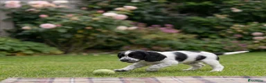 Cocker Spaniel 1