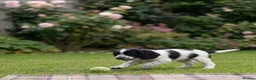 Cocker Spaniel dogs for sale: Show cocker spaniel in Loughton - Advert 3
