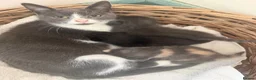 Mixed Breed cats for sale: Two beautiful Boy Kittens For Sale  - Advert 2