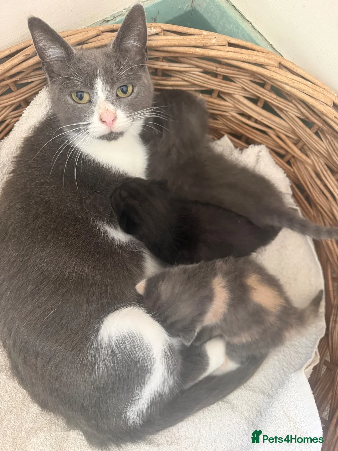 Mixed Breed cats for sale: Two beautiful Boy Kittens For Sale  - Advert 2