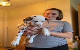 Dalmatian dogs for sale: Absolutely stunning liver puppy  - Image 28