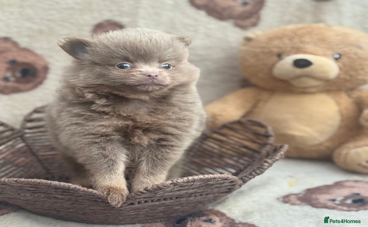 Pomeranian dogs - Advert 4